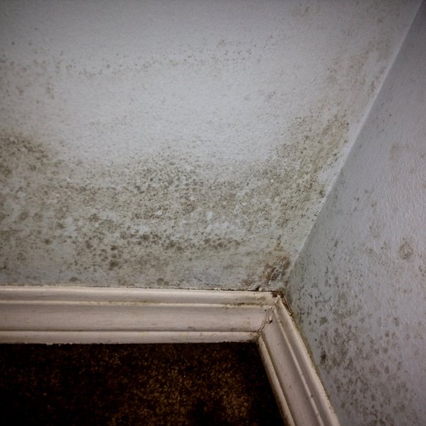 Mold Remediation Services in Delaware: A Growing Necessity